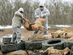 網(wǎng)傳“今珠多糖可防治非洲豬瘟”是真是假？