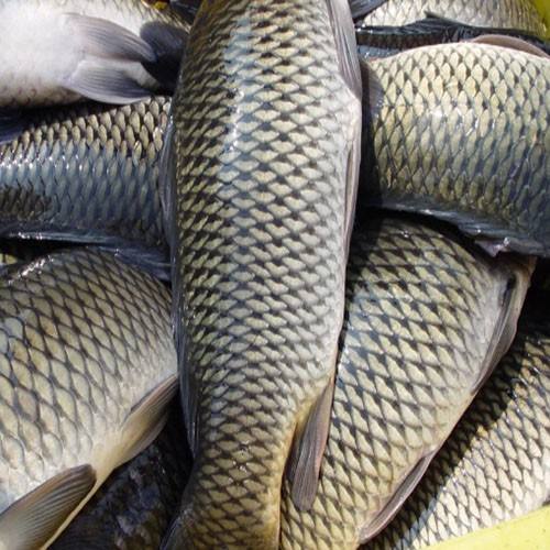 草魚(yú)中檢測(cè)出獸藥殘留，為什么水產(chǎn)品頻頻中招