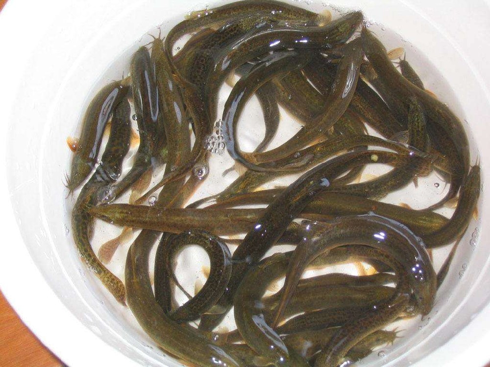 泥鰍中檢測(cè)出獸藥殘留，水產(chǎn)品購(gòu)買時(shí)一定要警惕!