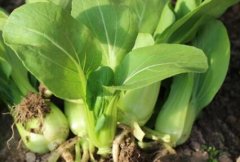 農(nóng)藥殘留速測(cè)儀可以規(guī)范農(nóng)藥的使用嗎？