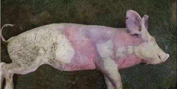 動(dòng)物疫病檢測儀