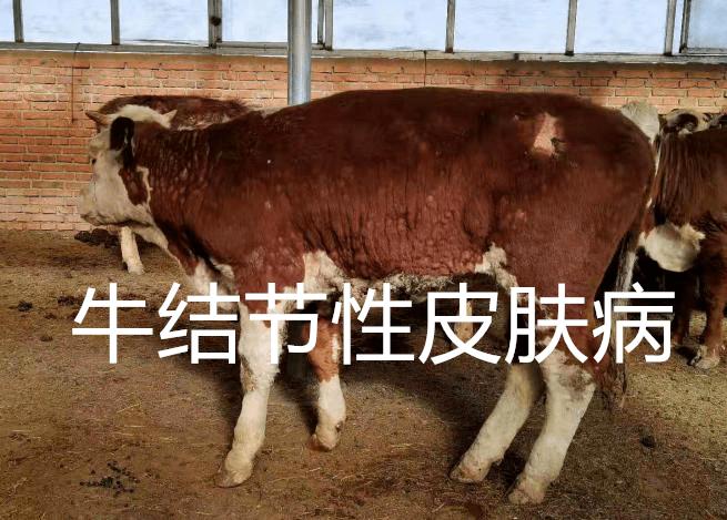 動(dòng)物疫病檢測儀